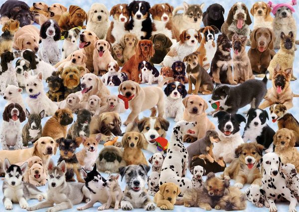 Ravensburger Puzzle 15633 - 1000 Teile - Dog's Galore - Hunde Collage